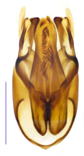 Oligomerus brunneus